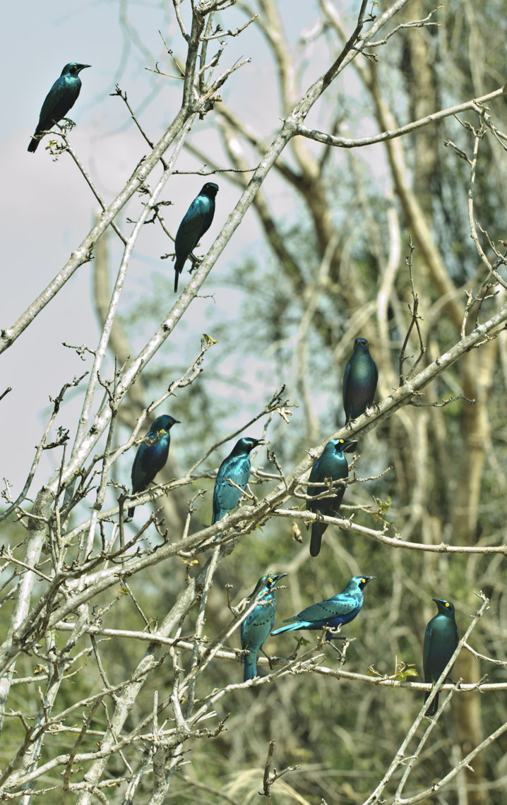 wildlife-34