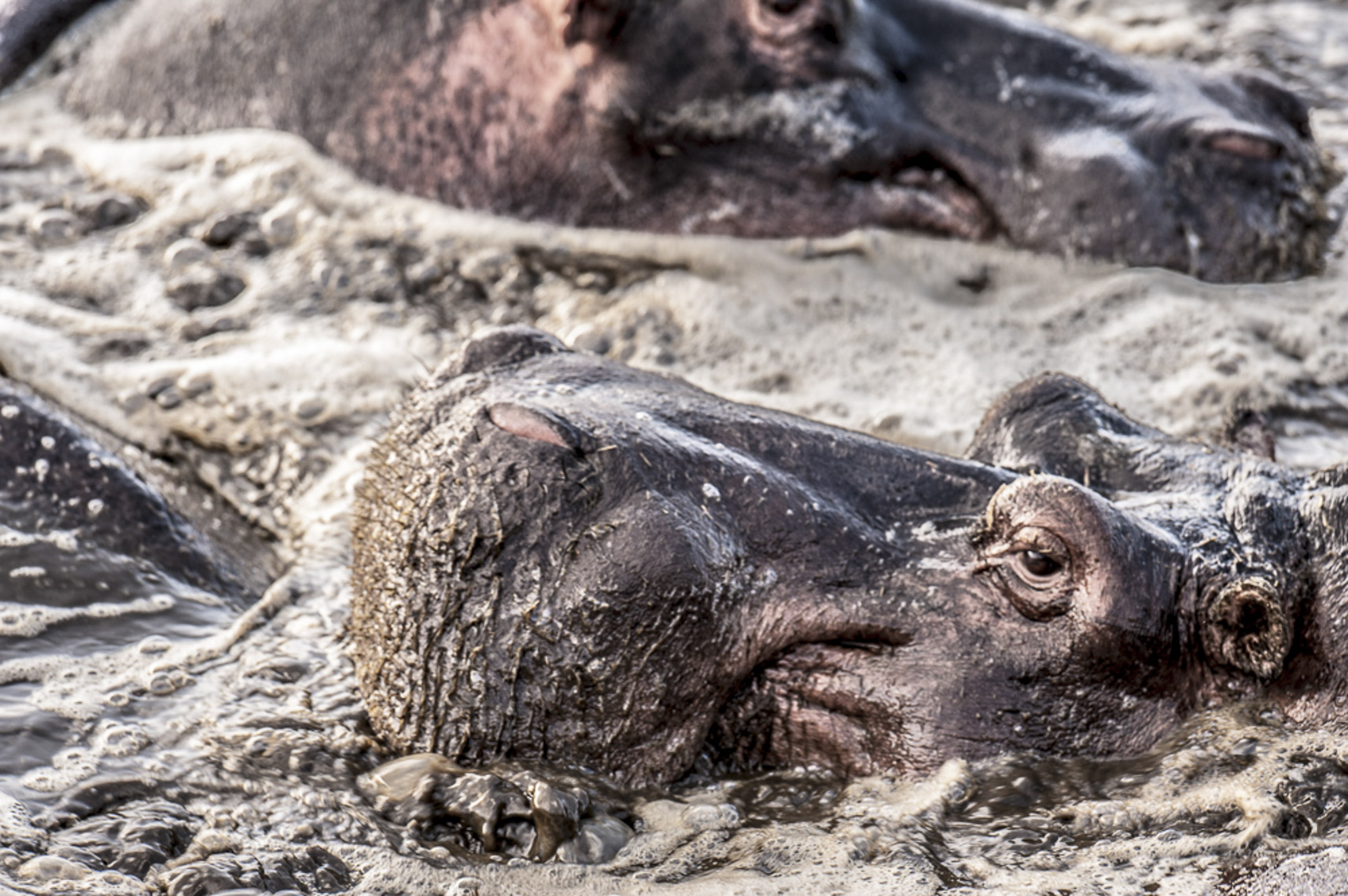 wildlife-10