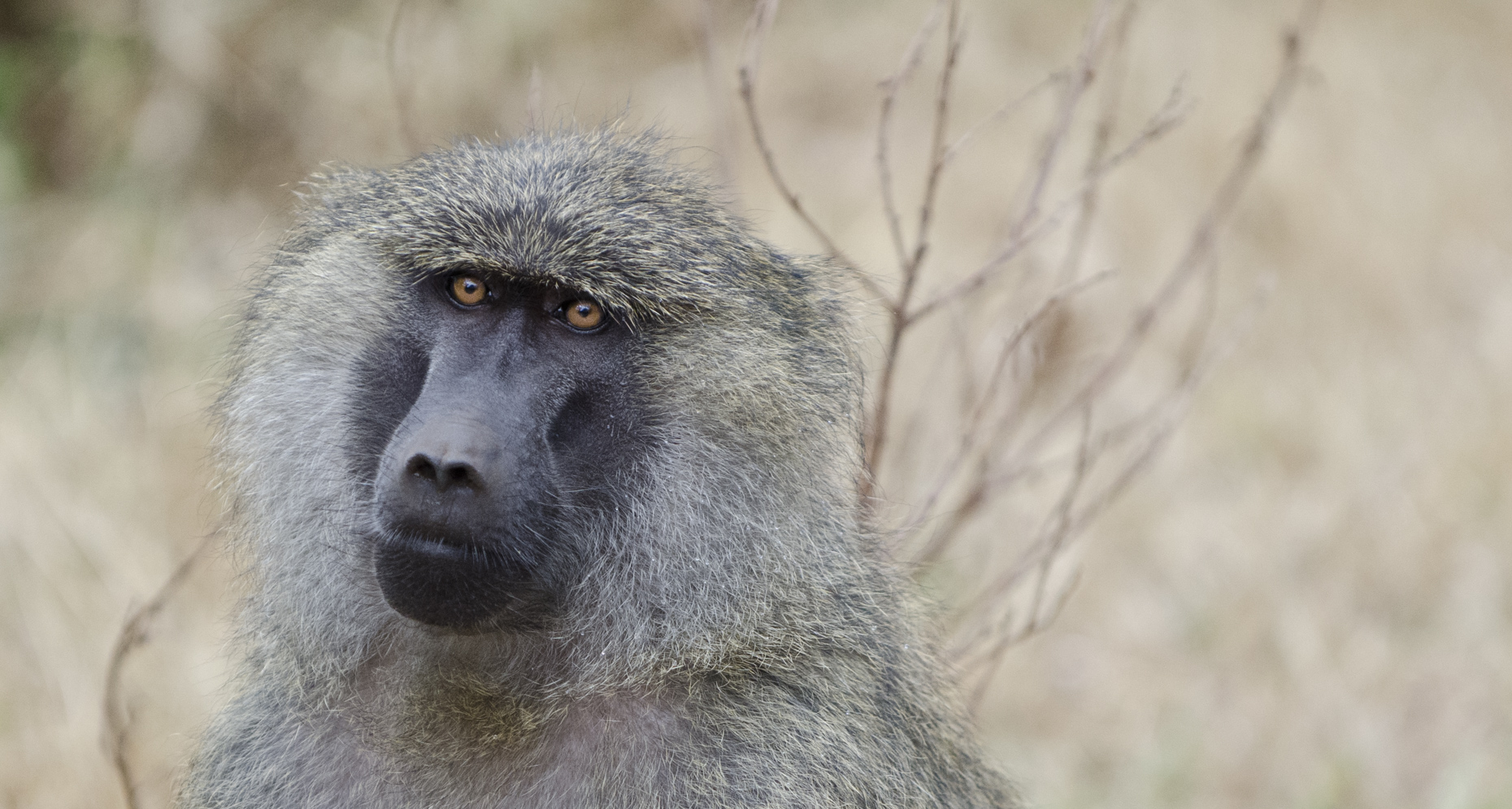 wildlife-41
