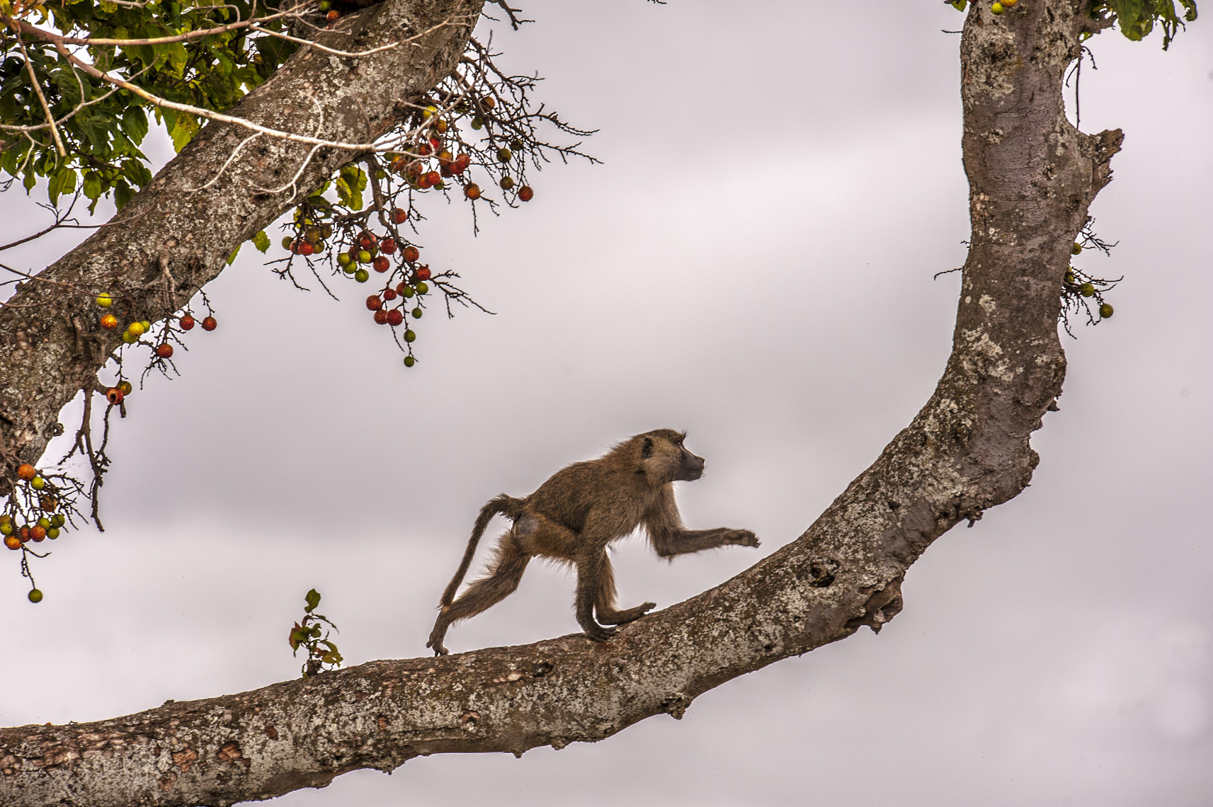 wildlife-1