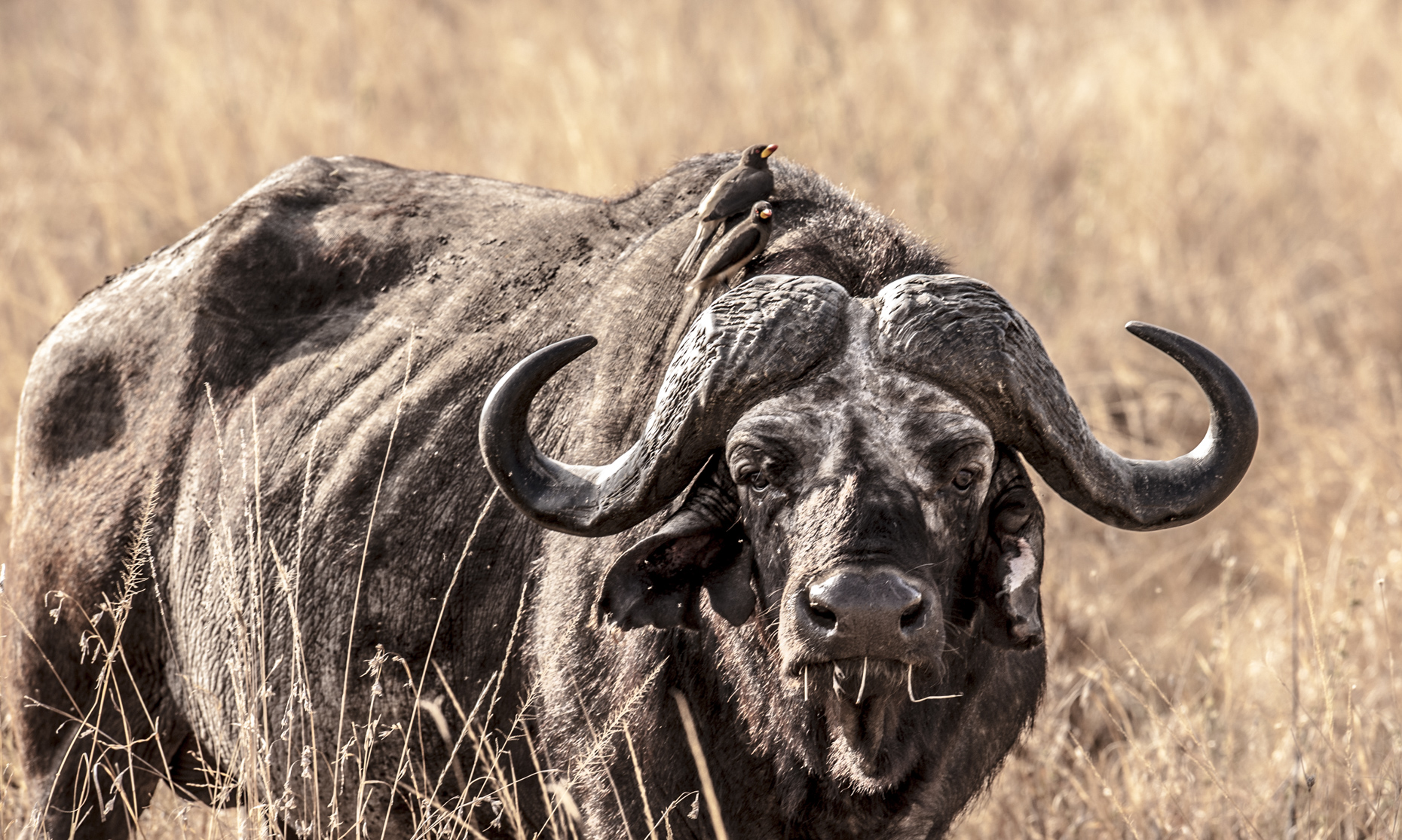  wildlife -18