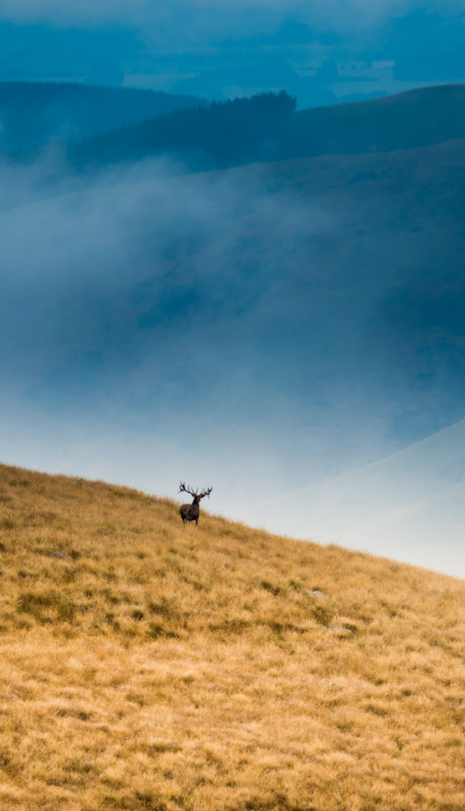 wildlife-30